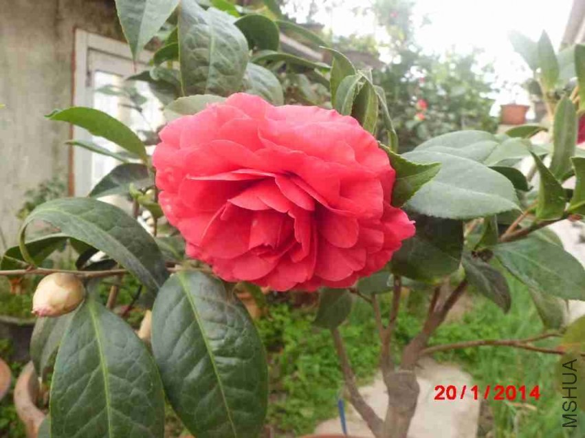 CIMG1155.JPG