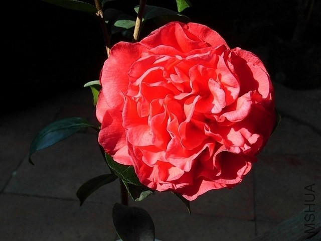 R0011879-.jpg