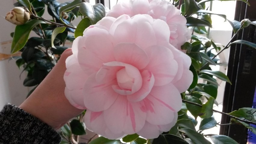 20140120_135033.jpg