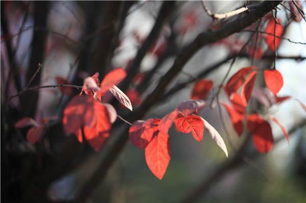 ��֮��Ҷ (11).JPG