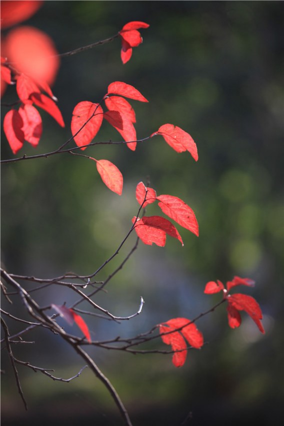 ��֮��Ҷ (12).JPG