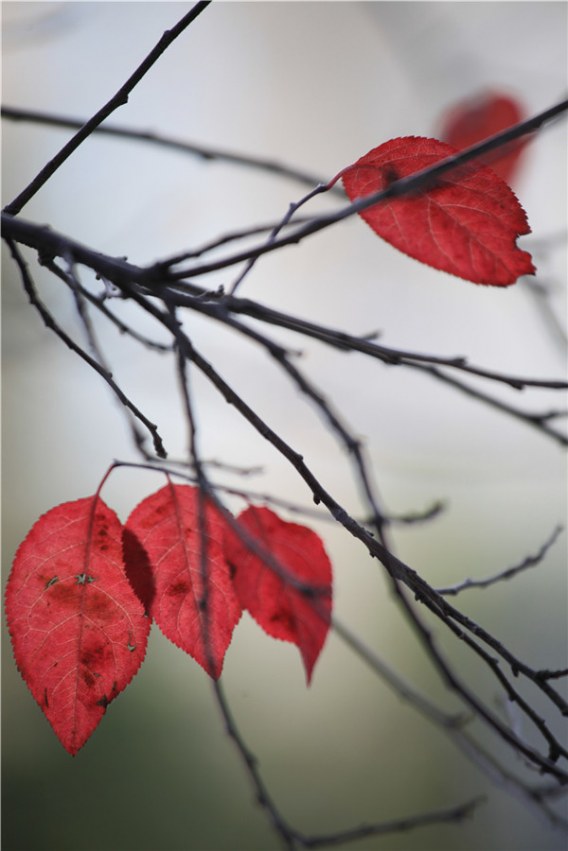 ��֮��Ҷ (13).JPG