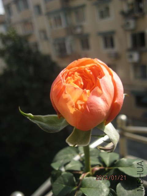 IMG_3346.JPG