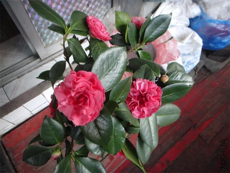 DSC01077.JPG