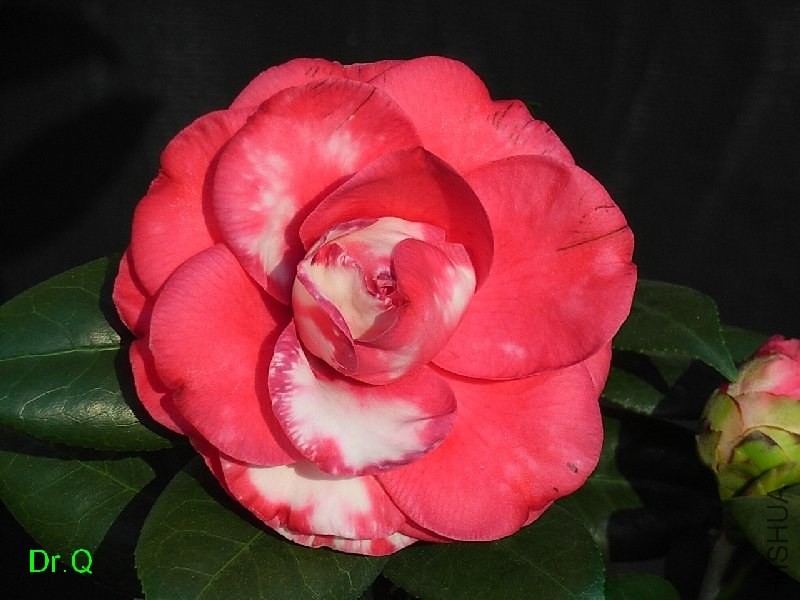 1-������ʽõ��-1.JPG