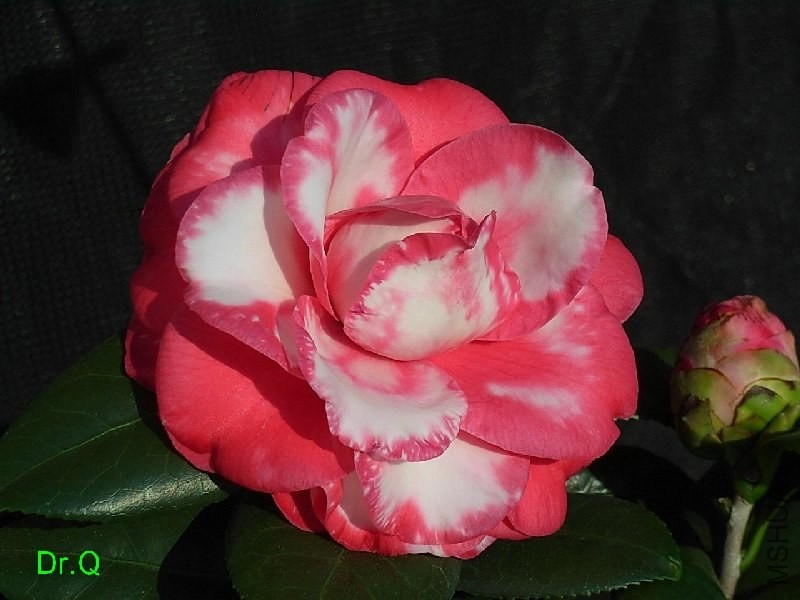 1-������ʽõ��-2.JPG