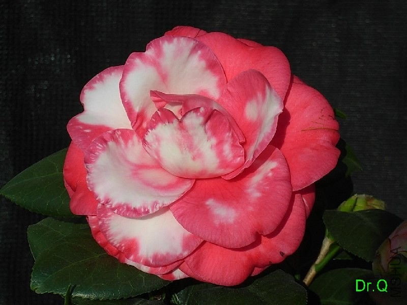 1-������ʽõ��-3.JPG