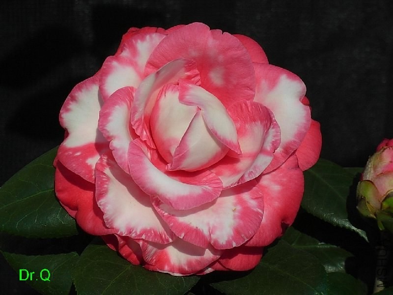 1-������ʽõ��-4.JPG