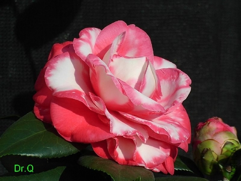 1-������ʽõ��-6.JPG
