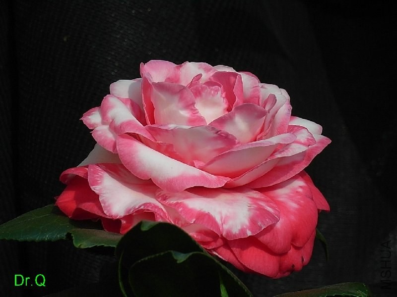 1-������ʽõ��-7.JPG