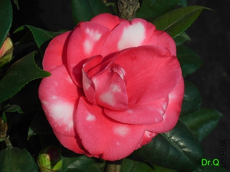 2-������ʽõ��-1.JPG