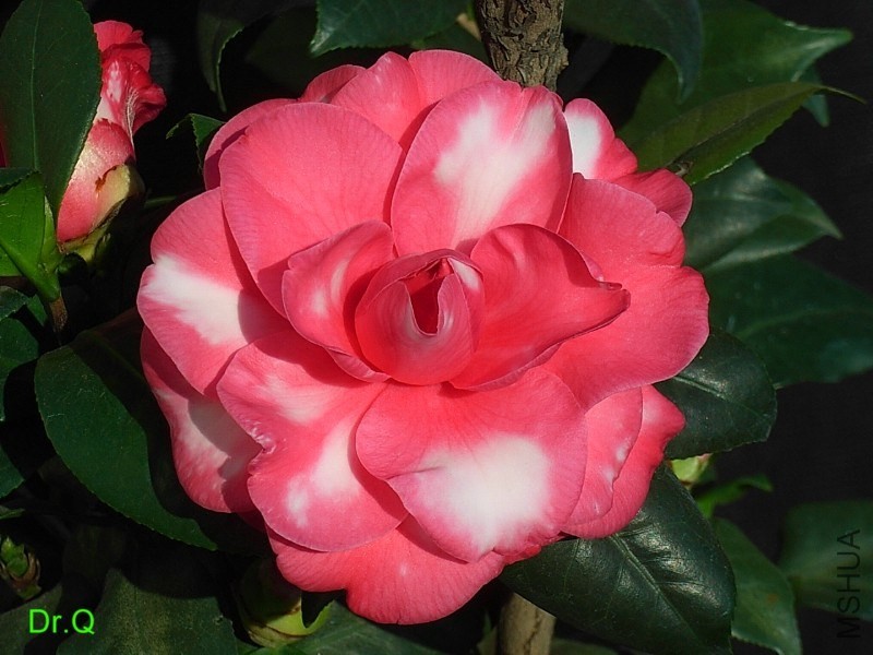 2-������ʽõ��-2.JPG