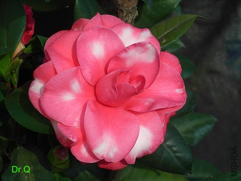 2-������ʽõ��-3.JPG
