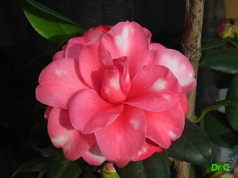 2-������ʽõ��-4.JPG