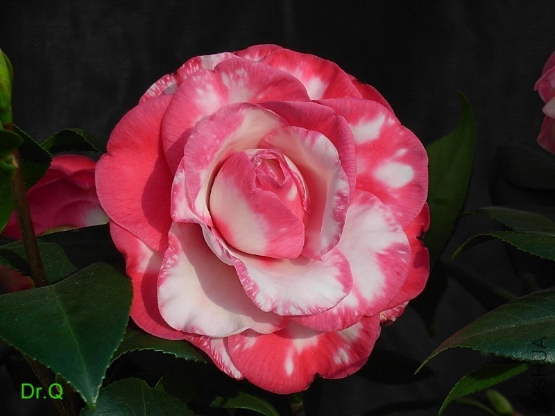 3-������ʽõ��-2.JPG