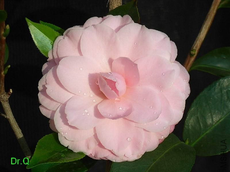2-��ɪ����-4.JPG
