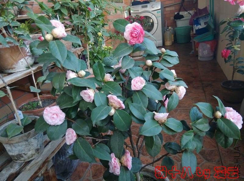 IMG_20140121_170433.jpg