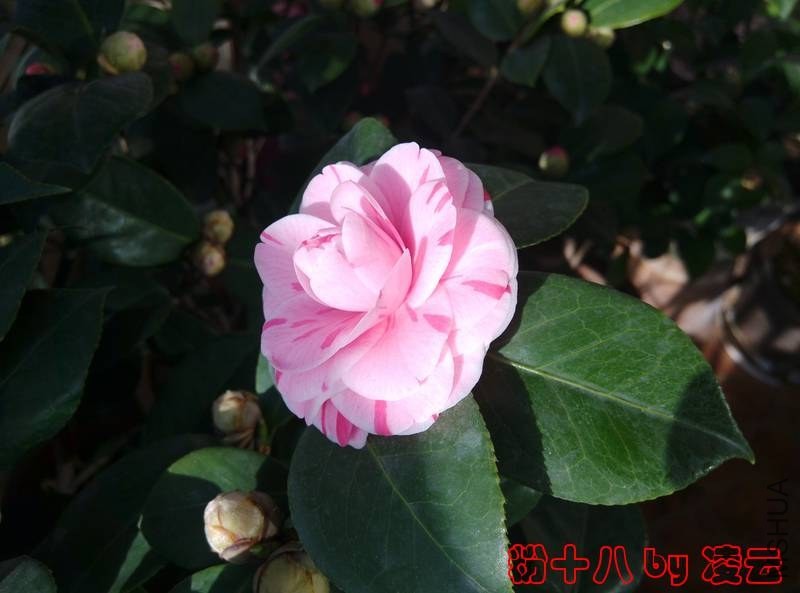IMG_20140101_093312.jpg