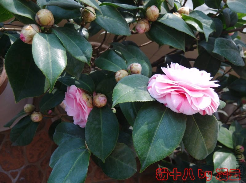 IMG_20140103_132352.jpg