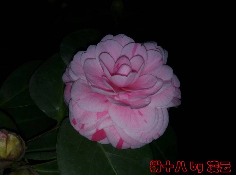 IMG_20140104_070608.jpg
