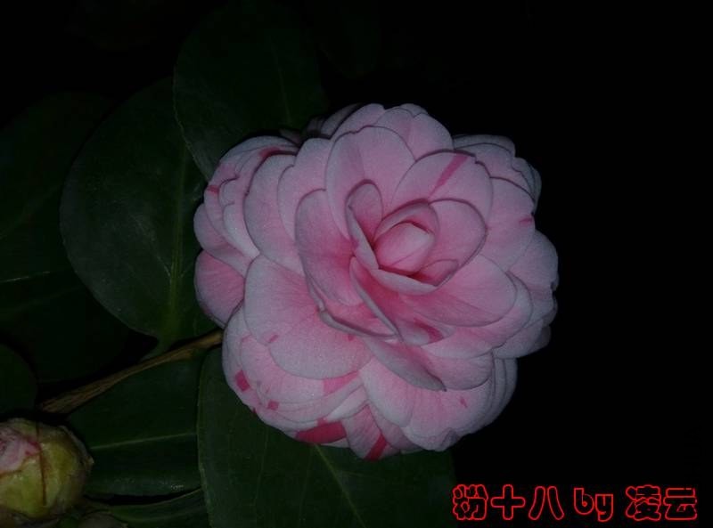 IMG_20140104_070619.jpg