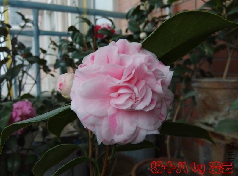 IMG_20140117_082944.jpg
