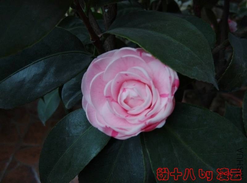 IMG_20140117_083031.jpg