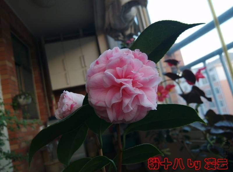 IMG_20140121_170558.jpg