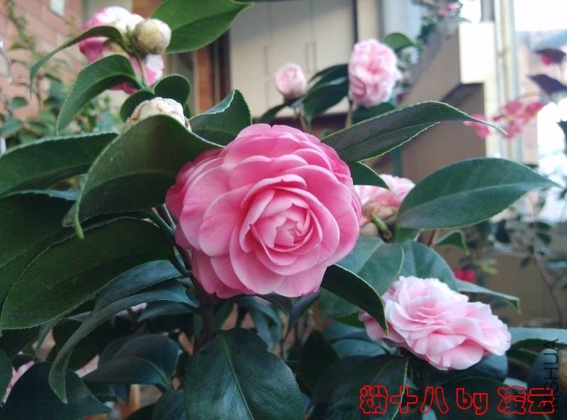 IMG_20140121_170524.jpg