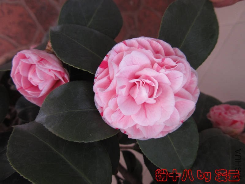 ��Ƭ 035.jpg