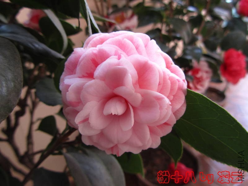 ��Ƭ 036.jpg