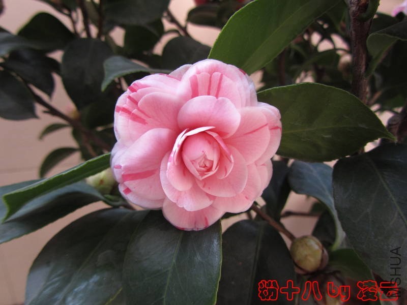 ��Ƭ 037.jpg