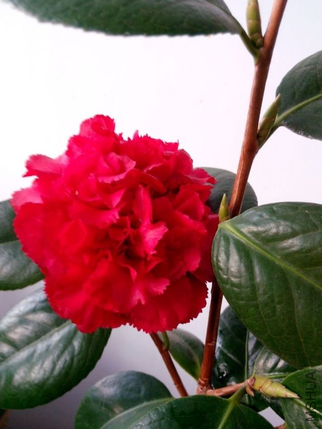 QQͼƬ20140123104055.jpg