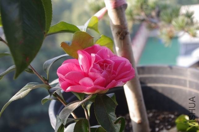 ������С IMGP1937.JPG