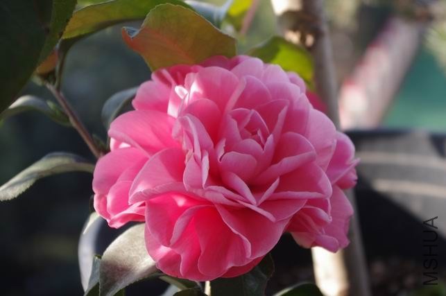 ������С IMGP1948.JPG