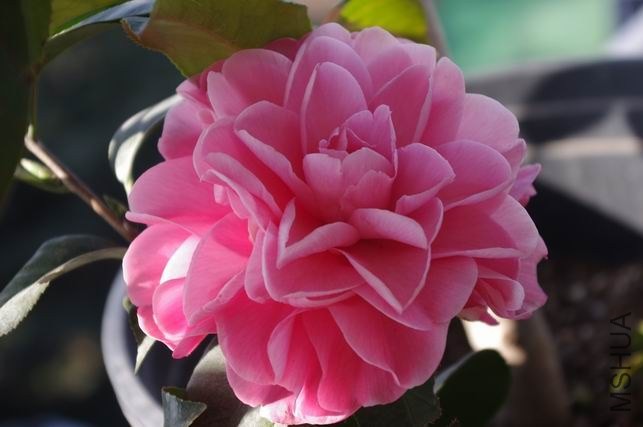 ������С IMGP1953.JPG