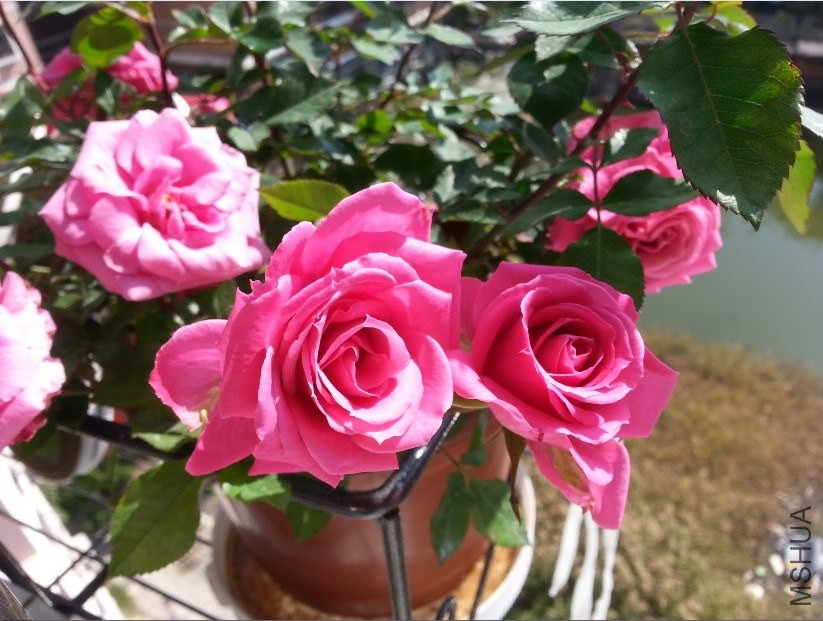 ꖹ��¿�����������