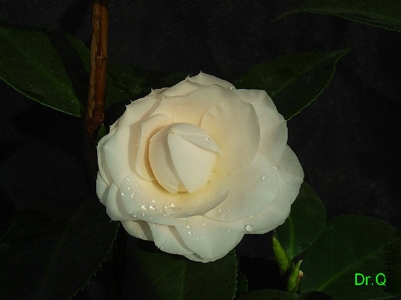 4-ǧ��֮��-1.JPG