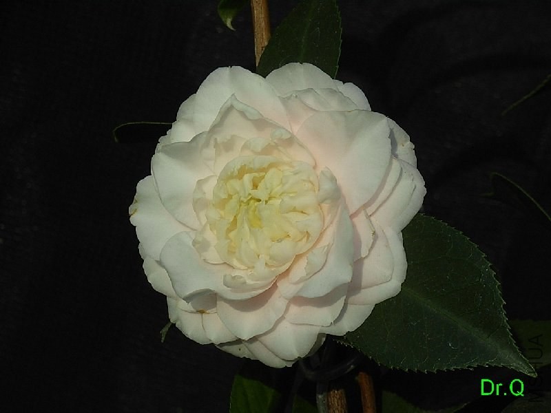 4-ǧ��֮��-2.JPG