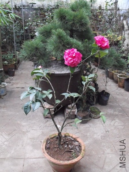 DSCF3089.jpg