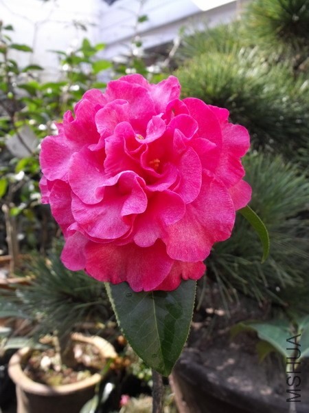 DSCF3070.jpg