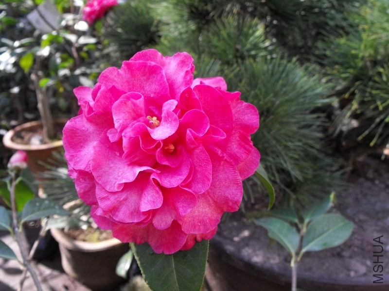 DSCF3074.JPG