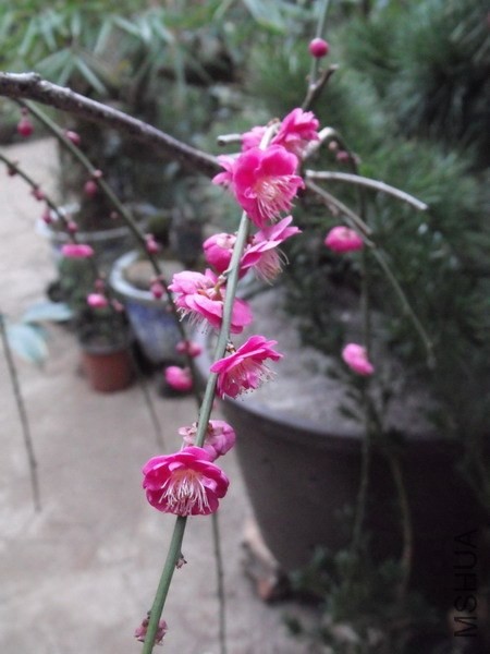 DSCF3079.jpg