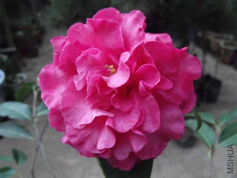 DSCF3082.JPG