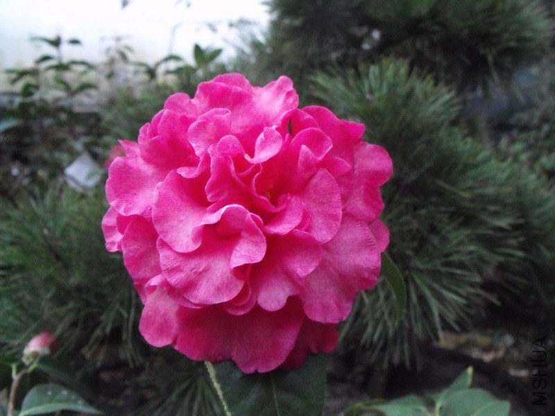 DSCF3086.JPG