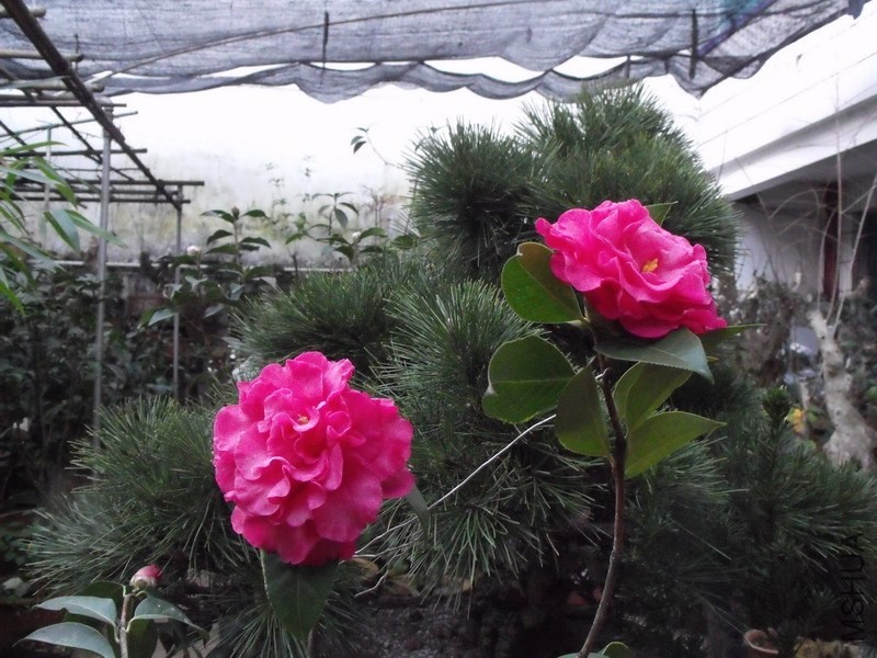 DSCF3088.JPG