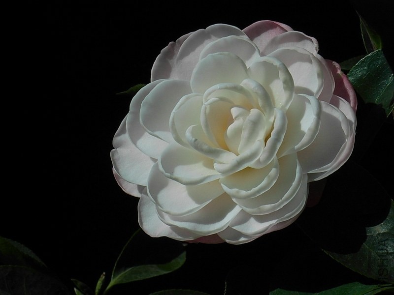 R0011960-.jpg