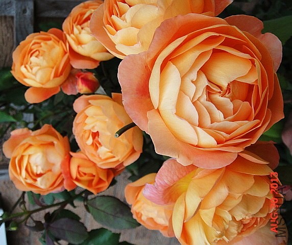 Lady Emma Hamilton 01.jpg