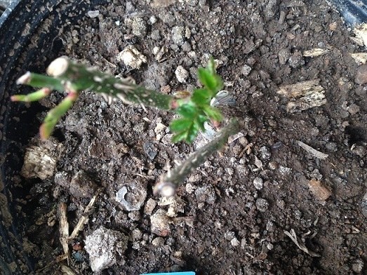 ���ظ��֦࣬���٣�û���޼�