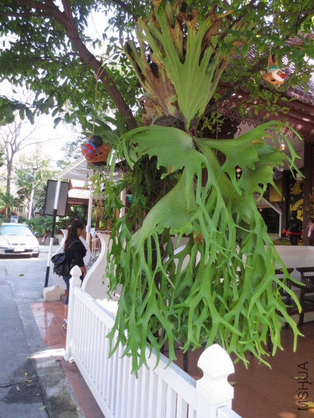 IMG_4145_900x1200.JPG
